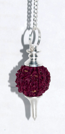 Sephoroton Rudraksha